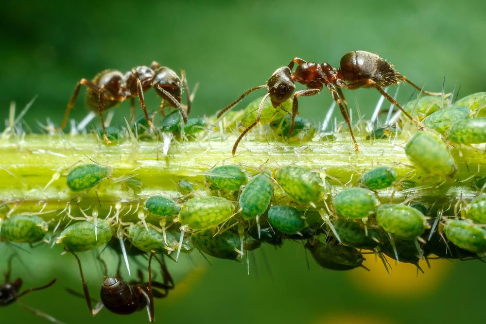 Любовь к муравьям или мирмекофилия